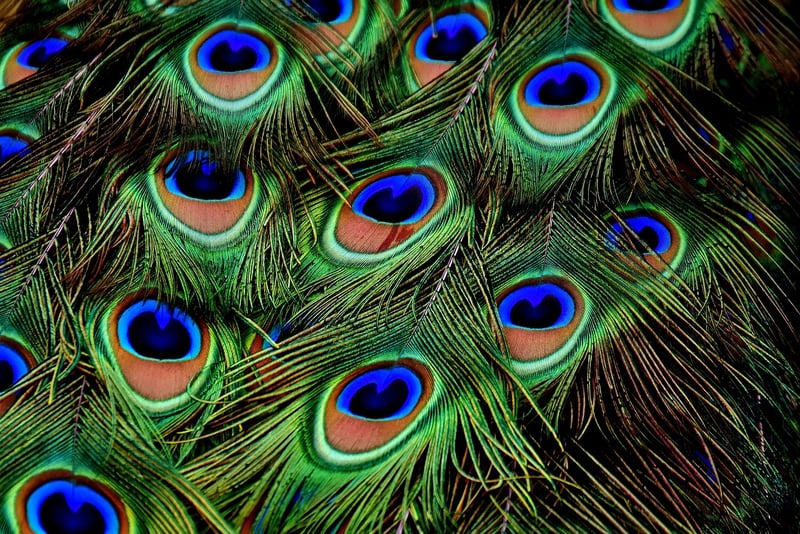 Exotic Peacock Feathers